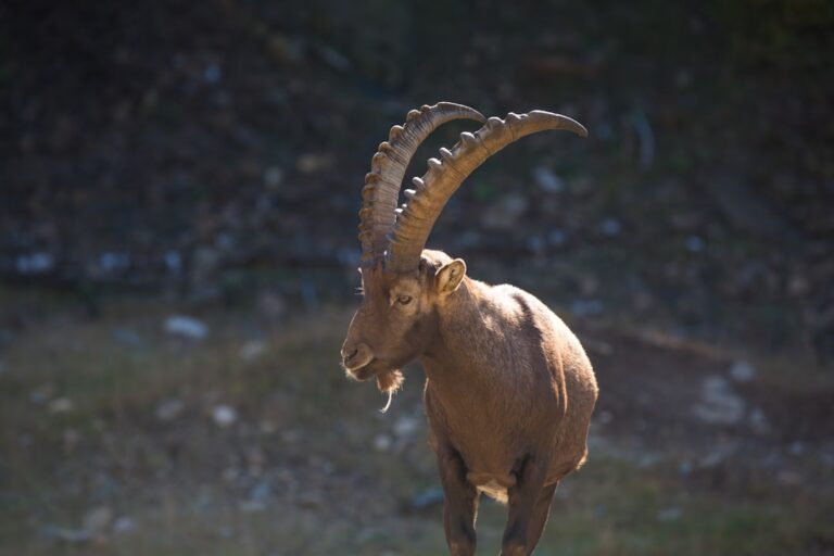 Unveiling the Intriguing History of Tiefling Horns