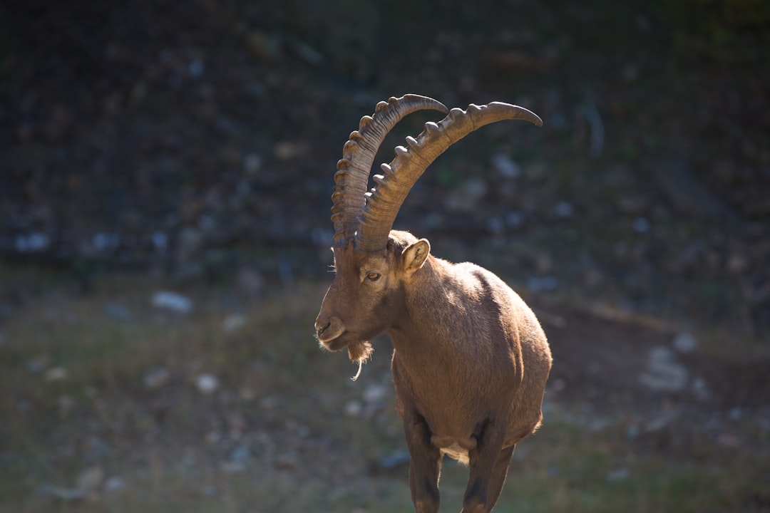 Photo demonic horns